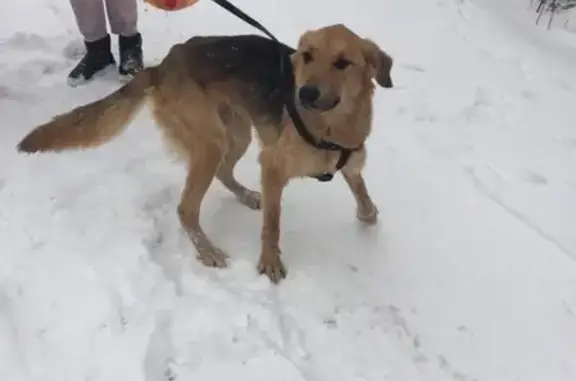Пропала собака Василиса в Подольске