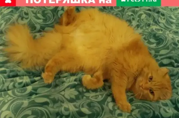 Потерянные животные Кемерово, фото: Пропала кошка на б-ре Строителей, 24В