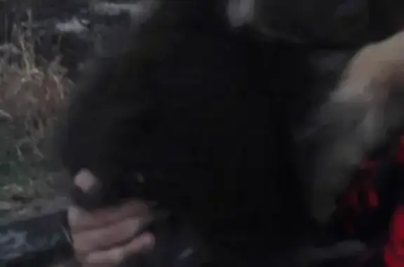 Собаки потеряшки, Тюмень, фото: Потеряшка щенок в пос. Березники, Тюмень, ул. Чимеевская 1.