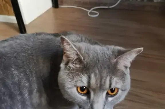 Найден большой серый кот в Томске, Черемошники, Шпальный переулок 2