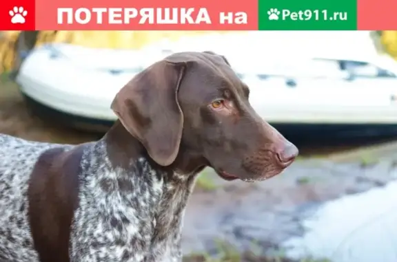 Пропала собака в Малоярославецком районе, Калужская область