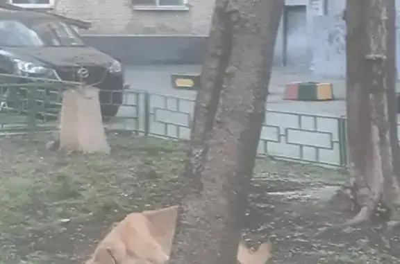 Собака с сломанной лапой найдена в Аптекарском переулке