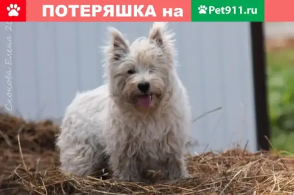 Пропала собака в Видном, возможно в районе Расторгуевского парка