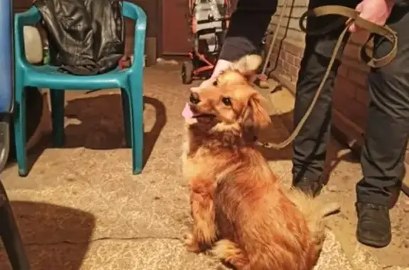 Найдена игривая собака на ул. Свободы, Воронеж