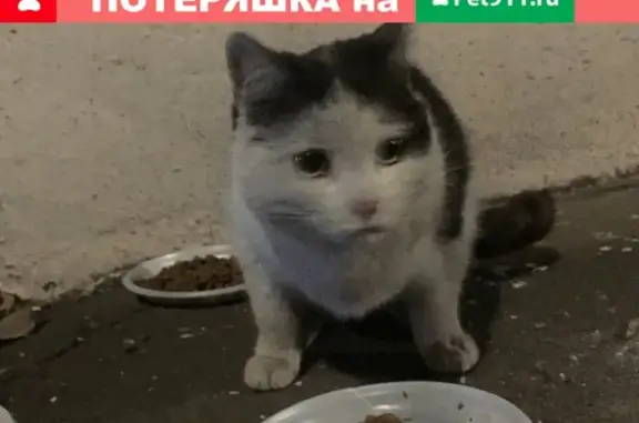Найдена кошка, Москва, неизвестен пол