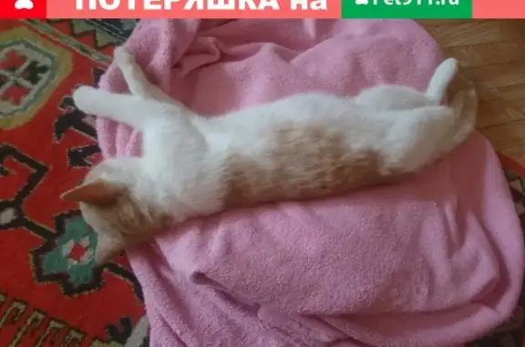 Найден ручной котик на улице Авиационная, 20/3