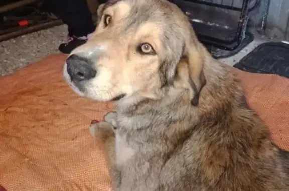 Найден ручной пёс в Домодедово, нужна помощь!