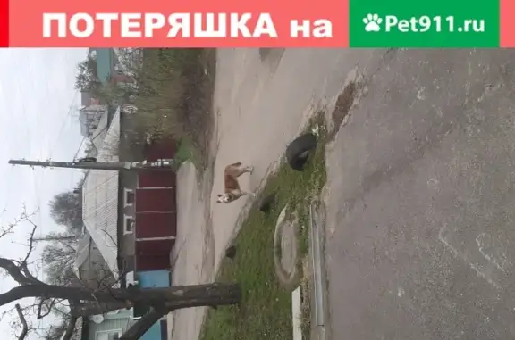Найдена собака на ул. Возрождения, Воронеж