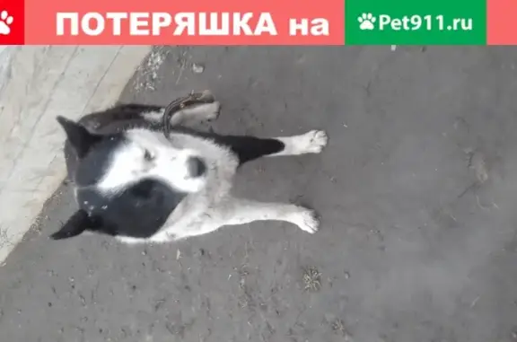 Найден пес в Фёдоровке, Челябинск.