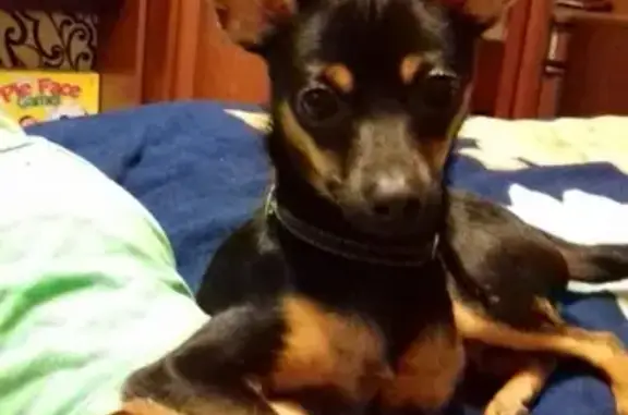 Собаки потеряшки, , фото: Потеряшка собака в Николаевке, вознаграждение!