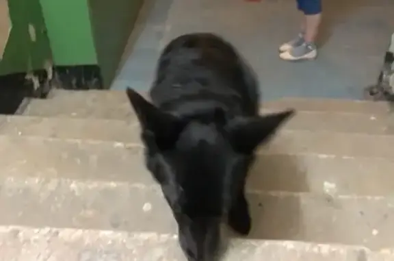 Найден скучающий пес у Ворошилова 34