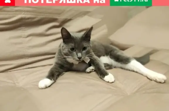 Пропала кошка на ул. Рокотова 7 к.2, зовут Василиса (
