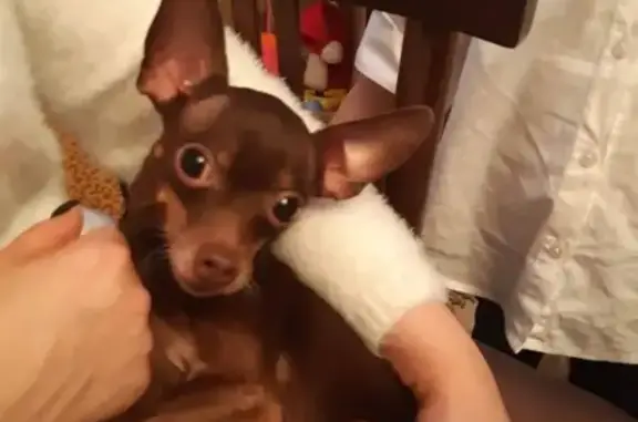 Собаки потеряшки, Тверь, фото: Потеряшка той-терьер на ул. Левитана, Южный, Тверь.