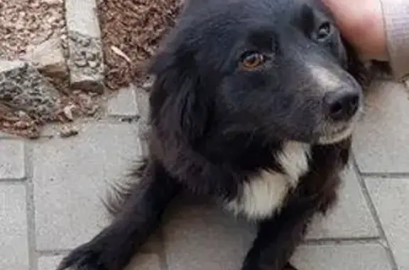 Найдена собака в Бахмуте, ищет семью
