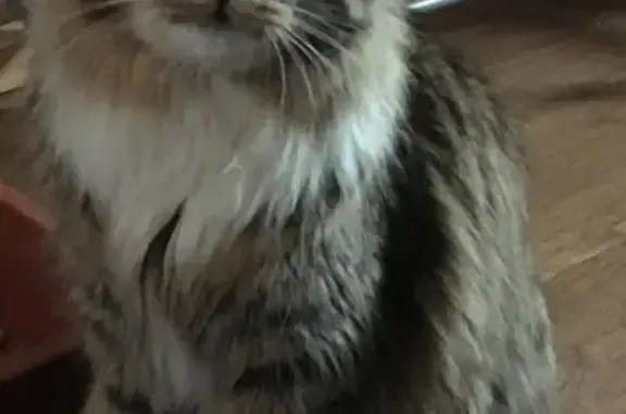 Кошки потеряшки, Орёл, фото: Потеряшка кот на Московском шоссе, 113 Б!