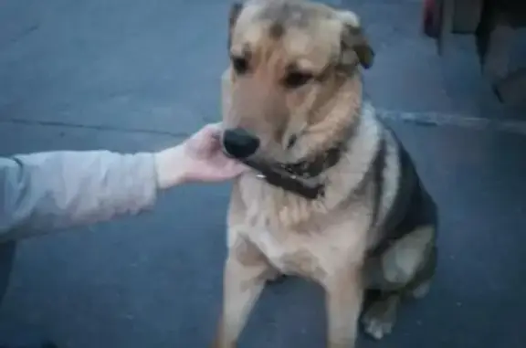 Собака найдена на Нижегородской, Москва