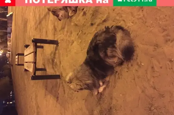 Собака найдена в Центральном микрорайоне Краснодара.