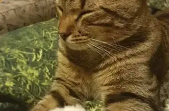 Кошки потеряшки, Санкт-Петербург, фото: Потеряшка кошка Мартин на ул. Победы, 203А (СПб)