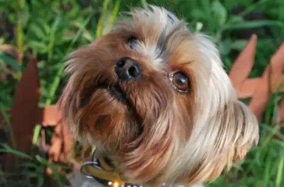 Пропала собака Йорк в Чёлохово, Московская область