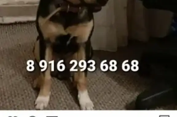 Найден пес в Одинцово, срочно!
