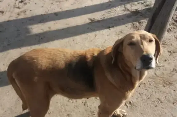 Собака-гончая найдена в Волгограде.