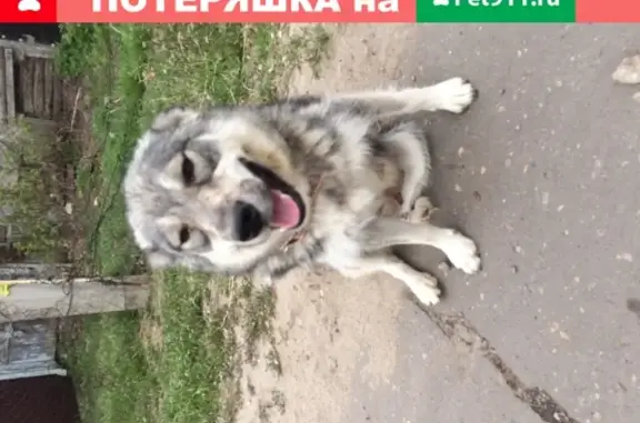 Собака на улице Одоевского, 4 в Воронеже