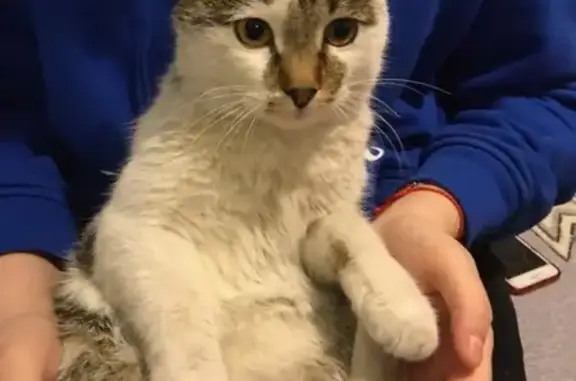 Найдена домашняя кошка в Новокрасково