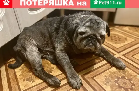 Пропала собака на Мурманском шоссе, зовут Фрося, 14 лет, черный мопс.