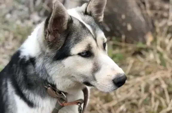 Собака найдена в Одинцово