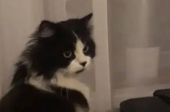 Потерянные животные Тимашевск, фото: Пропал кот 