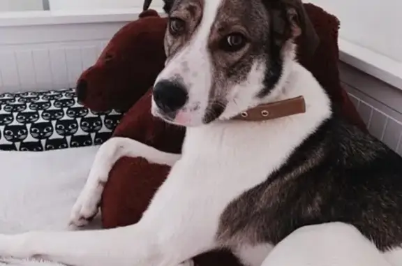 Найдена собака, Ульяновск, фото: Найдена собака в Ульяновске, ищем хозяев.