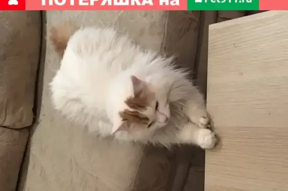 Пропал кот Аркадий на ул. Некрасова, Малаховка.