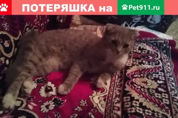 Пропала кошка Соня на Ленинской, Борисоглебск, Воронежская область