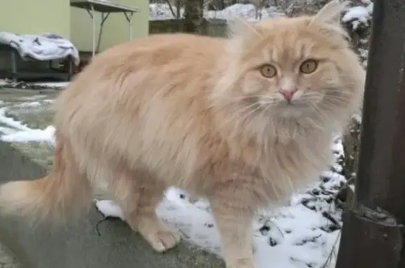 Пропала кошка Персик на улице Генерала Родионова, 60.