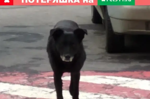Найдена собака черного цвета на Преображенской площади