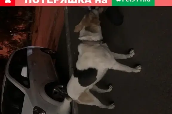 Найден пёс на 2-й Пятилетке, Краснодар