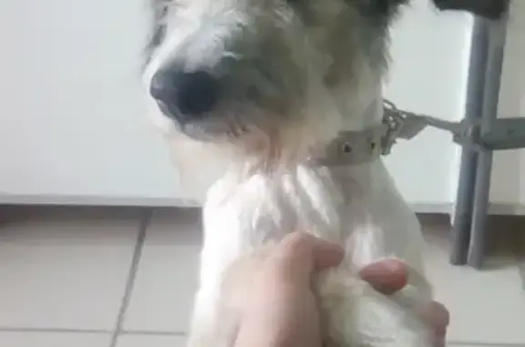 Найдена контактная собака в Челябинске, ищет хозяина