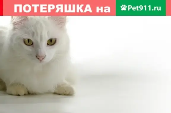 Кошки потеряшки, Москва, фото: Потеряшка белая кошка в м. Владыкино, отзывается на 