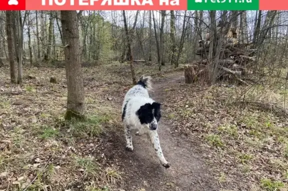 Найдена собака в лесу, Мытищи, Перловка