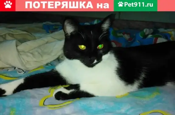 Пропал кот Вася, Челябинск, Красноармейская ул. 111