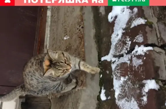 Найдена домашняя кошка в Богородске