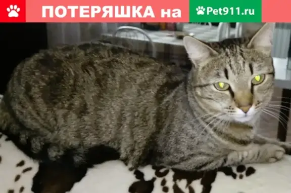 Пропала кошка в Барнауле на Морозном переулке 22 апреля после 18-00