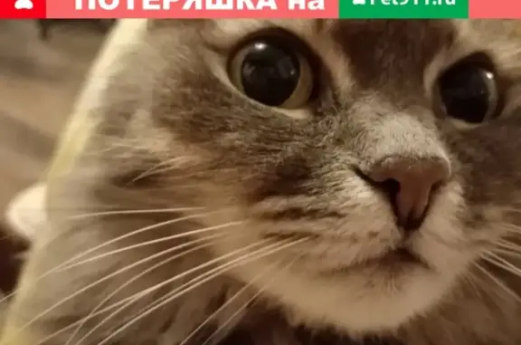 Кошки потеряшки, Санкт-Петербург, фото: Потеряшка кошка на Народной, 49 в СПб.