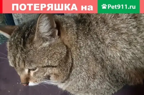 Кошки потеряшки, Екатеринбург, фото: Потеряшка кот камышевого окраса в Екатеринбурге, Вокзальный район.