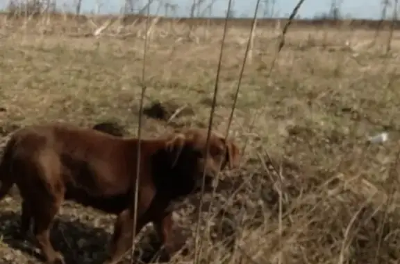 Найден пёс в Гатчинском районе, ищем хозяев!