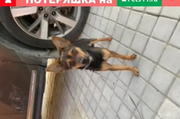 Найдена собака с ошейником в Анапе