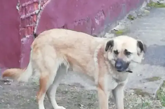 Найдена собака в ошейнике на пр. Ленинского Комсомола, Видное