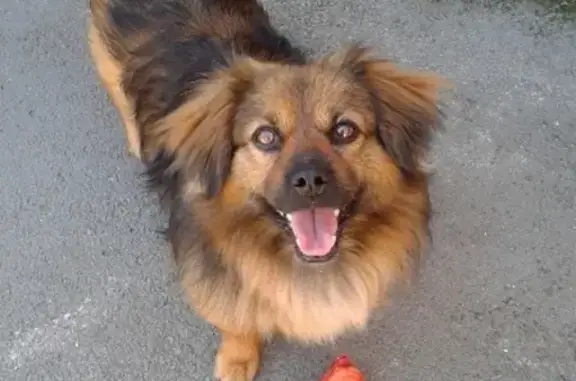 Пропала собака Бусик, вознаграждение 89034613082, Таганрог