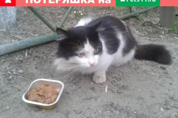 Найдена бело-черная кошка возле Пятерочки, Владимирская обл.