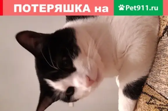 Кошки потеряшки, Санкт-Петербург, фото: Потеряшка кошка на Приморском проспекте 55к1